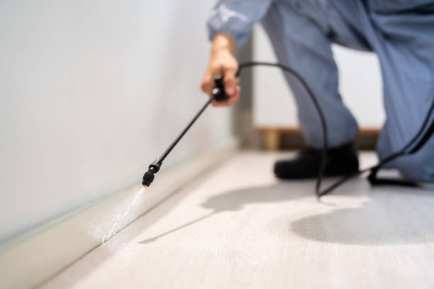 Licensed Wasp Removal service in St. Clair Shores, MI - Show Me Pest Control